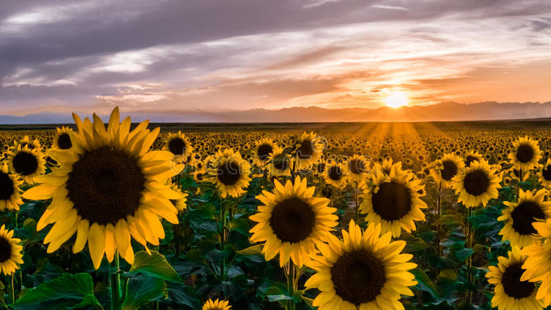Sunflower Project